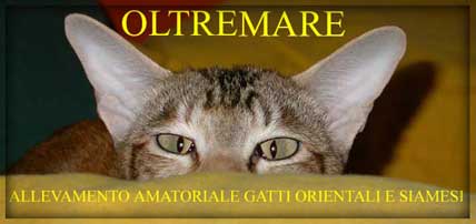 Oltremare Cattery