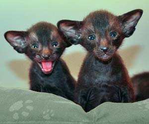 Oriental kittens