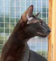 Sweety Night Fleur Catori, black oriental cat (ORI n), photos