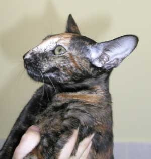 Bianka Atlanta Sahmet, black tortie oriental female cat (ORI f), at the age 6 months