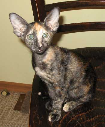 Bianka Atlanta Sahmet, black tortie oriental female cat (ORI f), at the age 3 months