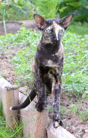 Bianka Atlanta Sahmet, black tortie oriental female cat (ORI f), at the age 10 months