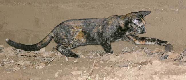 Bianka Atlanta Sahmet, black tortie oriental female cat (ORI f), at the age 10 months