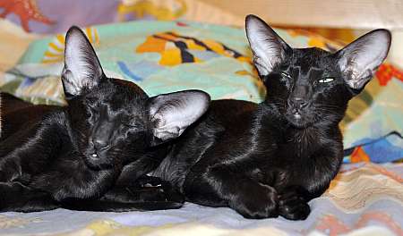 Dixie Sahmet & Daffy Sahmet, oriental black cats (ORI n)