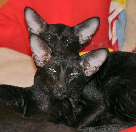 Dixie Sahmet & Daffy Sahmet, oriental black cats (ORI n)