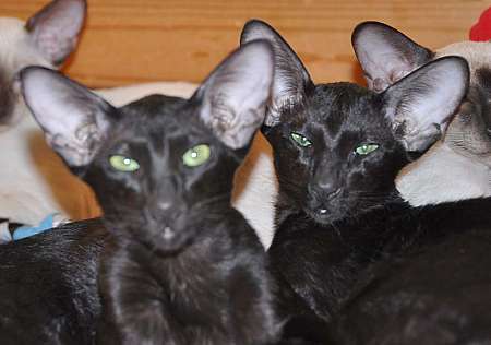 Dixie Sahmet & Daffy Sahmet, oriental black cats (ORI n)