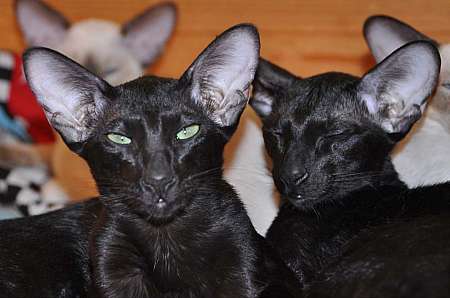 Dixie Sahmet & Daffy Sahmet, oriental black cats (ORI n)