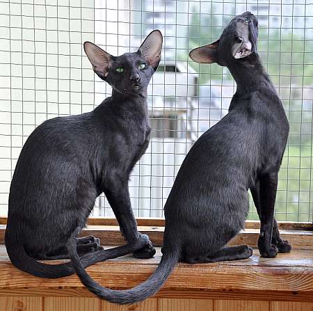 Dixie Sahmet & Daffy Sahmet, oriental black cats (ORI n)