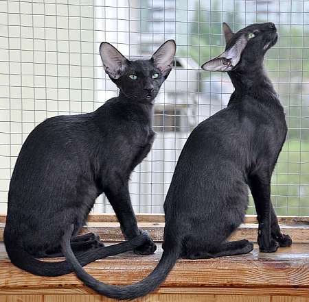 Dixie Sahmet & Daffy Sahmet, oriental black cats (ORI n)