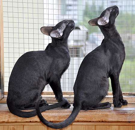 Dixie Sahmet & Daffy Sahmet, oriental black cats (ORI n)