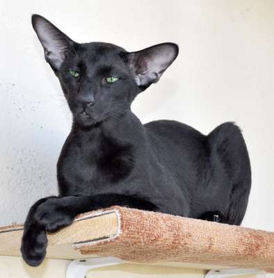 Dixie Sahmet, oriental black cats (ORI n)