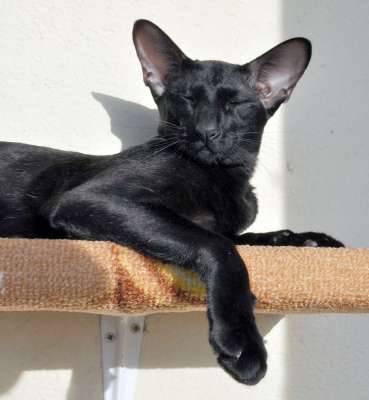 Dixie Sahmet, oriental black cats (ORI n)