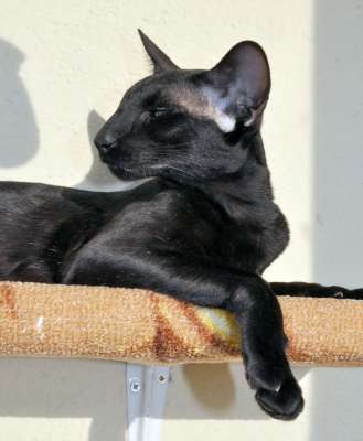 Dixie Sahmet, oriental black cats (ORI n)