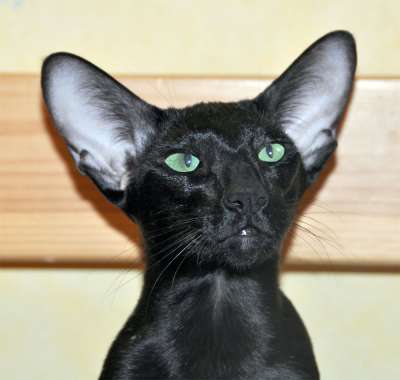Dixie Sahmet, oriental black cats (ORI n)