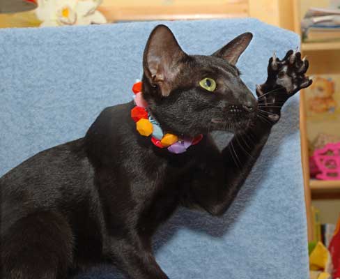 Fleur Patri Sahmet, oriental black female cat (ORI n)