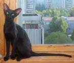 Oriental black cat, photos of Fleur at the age of 7 months