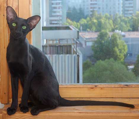 Fleur Patri Sahmet, oriental black female cat (ORI n)