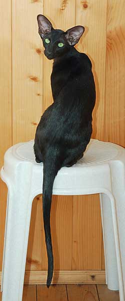 Fleur Patri Sahmet, oriental black female cat (ORI n)