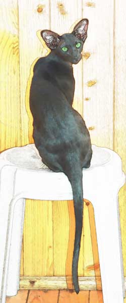 Fleur Patri Sahmet, oriental black female cat (ORI n)