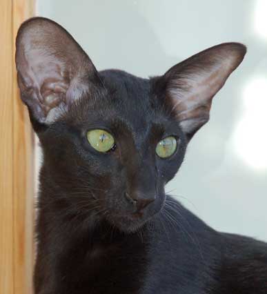 Fleur Patri Sahmet, oriental black female cat (ORI n)