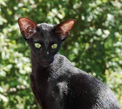 Fleur Patri Sahmet, oriental black female cat (ORI n)