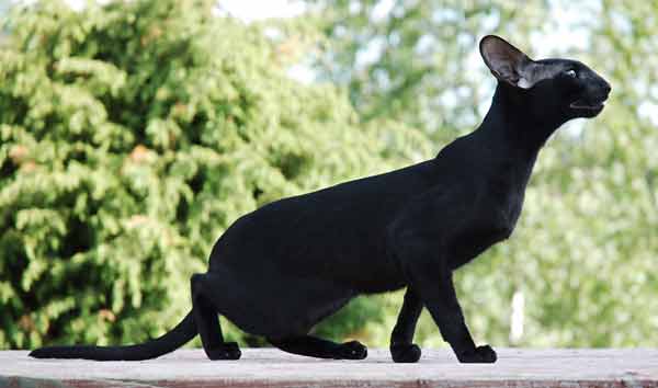 Fleur Patri Sahmet, oriental black female cat (ORI n)