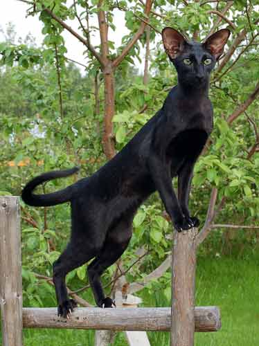 Fleur Patri Sahmet, oriental black female cat (ORI n)