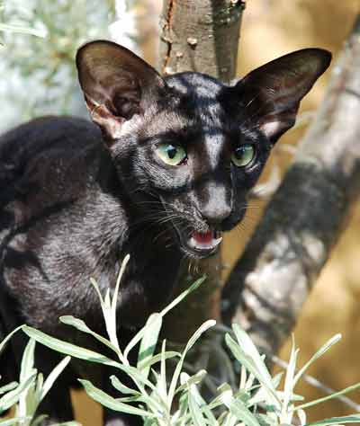 Fleur Patri Sahmet, oriental black female cat (ORI n)