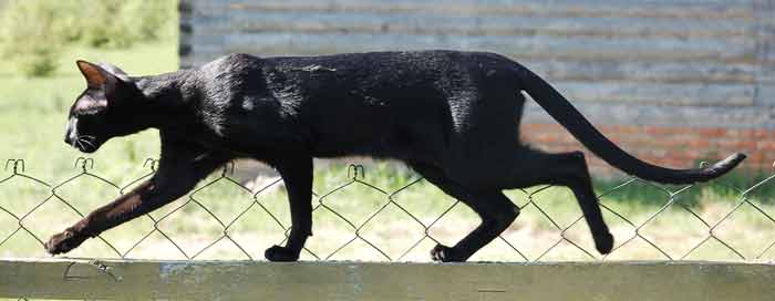 Fleur Patri Sahmet, oriental black female cat (ORI n)