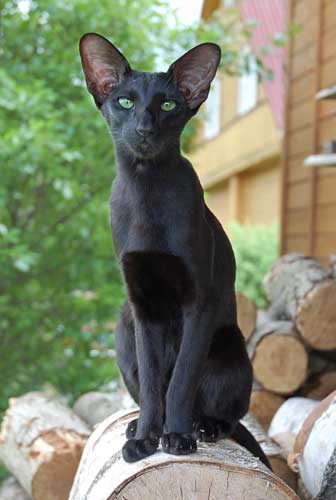 Fleur Patri Sahmet, oriental black female cat (ORI n)