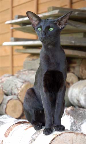 Fleur Patri Sahmet, oriental black female cat (ORI n)