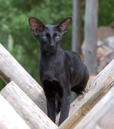 Fleur Patri Sahmet, oriental black female cat (ORI n)