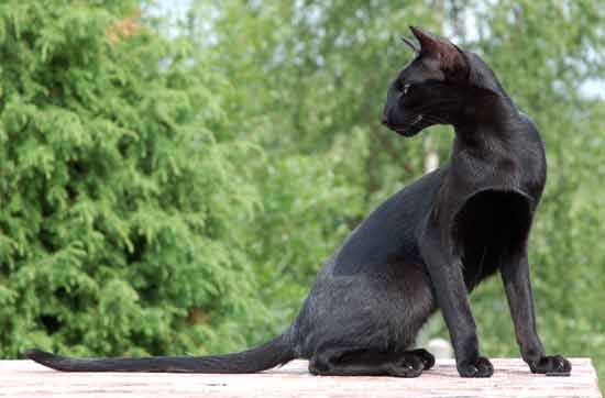 Fleur Patri Sahmet, oriental black female cat (ORI n)