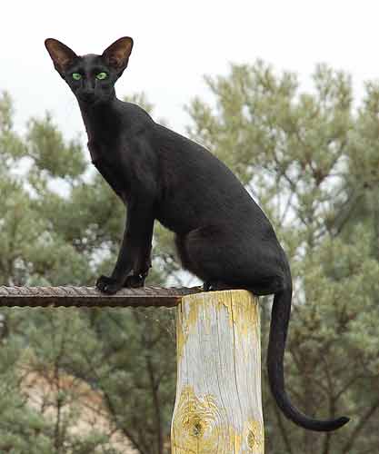 Fleur Patri Sahmet, oriental black female cat (ORI n)