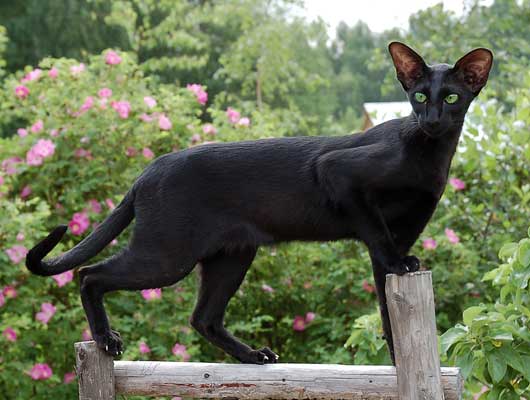 Fleur Patri Sahmet, oriental black female cat (ORI n)