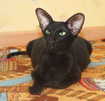 Fleur Patri Sahmet, oriental black female cat (ORI n)