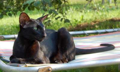 Fleur Patri Sahmet, oriental black cat, July 2008