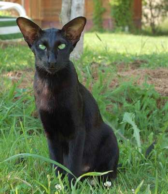 Fleur Patri Sahmet, oriental black cat, July 2008
