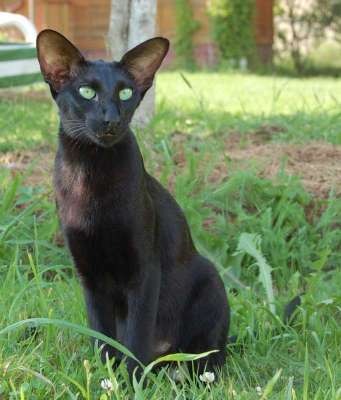 Fleur Patri Sahmet, oriental black cat, July 2008