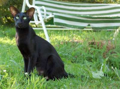 Fleur Patri Sahmet, oriental black cat, July 2008