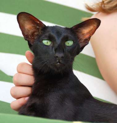 Fleur Patri Sahmet, oriental black cat, July 2008