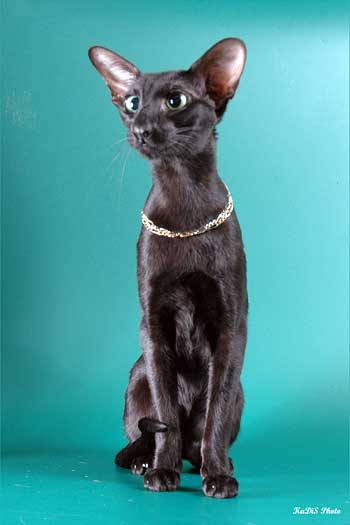 Fleur Patri Sahmet, oriental black female cat (ORI n)