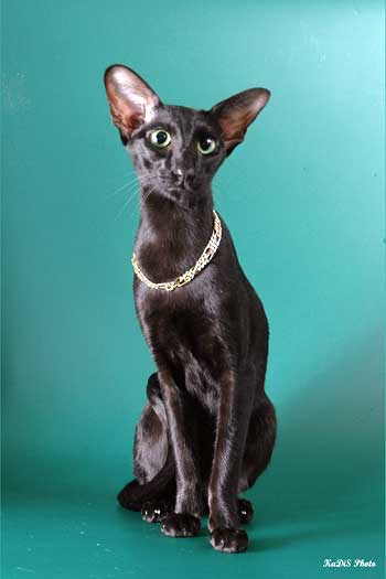 Fleur Patri Sahmet, oriental black female cat (ORI n)