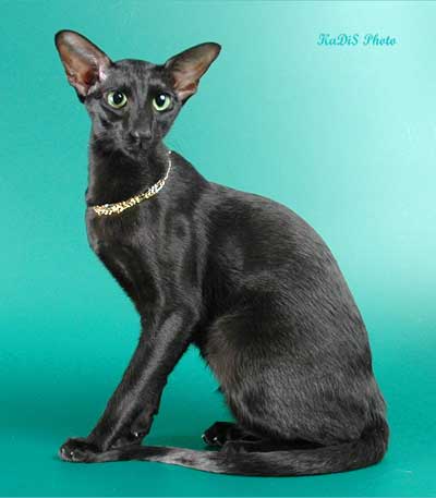 Fleur Patri Sahmet, oriental black female cat (ORI n)