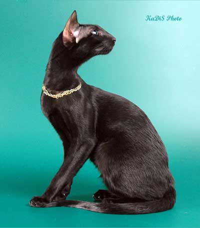 Fleur Patri Sahmet, oriental black female cat (ORI n)