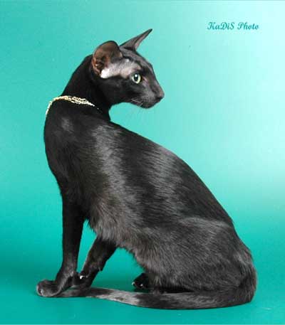 Fleur Patri Sahmet, oriental black female cat (ORI n)