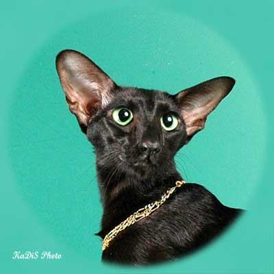 Fleur Patri Sahmet, oriental black female cat (ORI n)