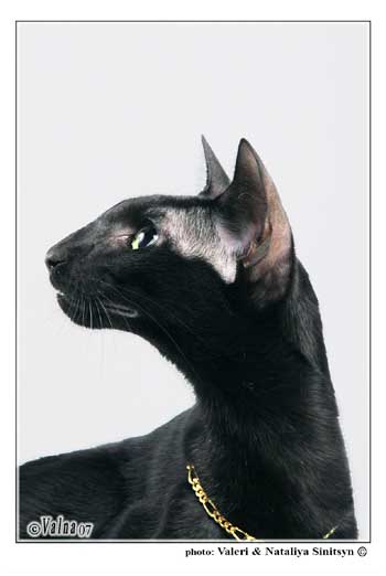 Fleur Patri Sahmet, oriental black female cat (ORI n)