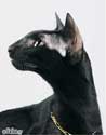 Fleur Patri Sahmet, oriental black female cat, photos