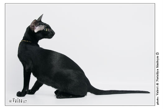 Fleur Patri Sahmet, oriental black female cat (ORI n)